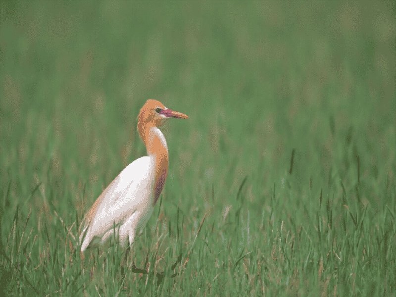 甲亢复发做试管小媛试管怀孕试管降调自然周期
